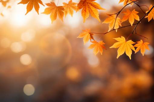 vue des feuilles automne seches tombees sur le trottoir de la rue