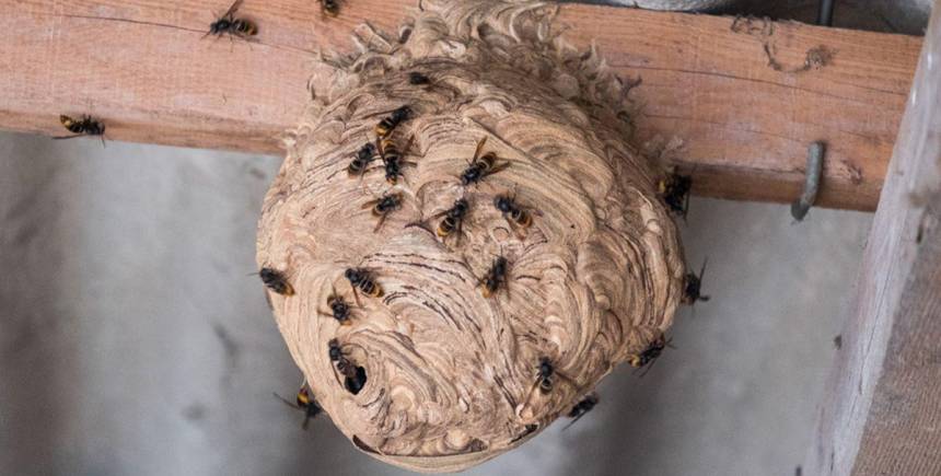 nid primaire de frelon asiatique